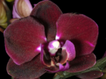 Phalaenopsis PH 149 Happy Angel