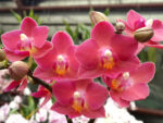 Phalaenopsis PHM 030