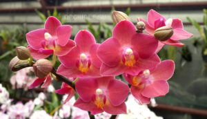 Phalaenopsis PHM 030