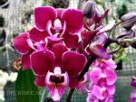 Phalaenopsis PHM 031 Cranberry Cha Cha