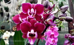 Phalaenopsis PHM 031 Cranberry Cha Cha