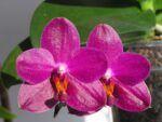 Phalaenopsis Sogo Grape