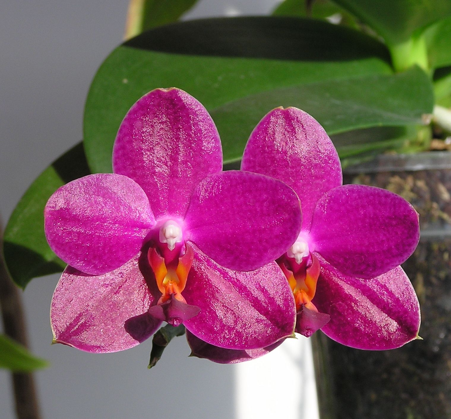 Phalaenopsis Sogo Grape