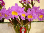 Brassolaeliocattleya Triumphal Coronation 'Seto' AM/AOS