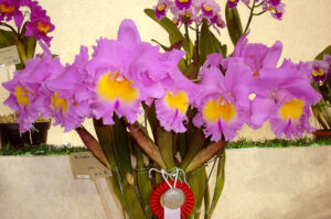 Brassolaeliocattleya Triumphal Coronation 'Seto' AM/AOS