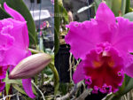 Brassolaeliocattleya Memoria Crispin Rosales 'Lu Kang'