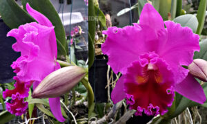 Brassolaeliocattleya Memoria Crispin Rosales 'Lu Kang'