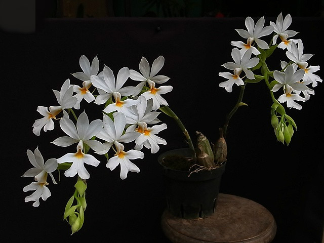 Calanthe vestita