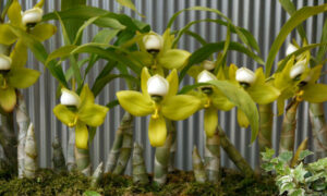 Cycnodes chlorochilon