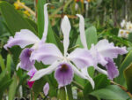 Laeliocattleya C G Roebling 'Blue Indigo'
