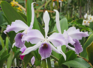 Laeliocattleya C G Roebling 'Blue Indigo'