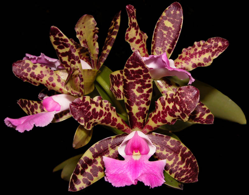 Cattleya (C.Sophia Martin x Thospol Spot) x aclandiae