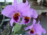 Cattleya percivaliana 'Carache 88' x 'ST 4829'
