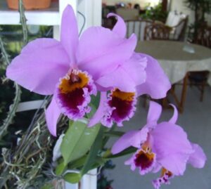 Cattleya percivaliana 'Carache 88' x 'ST 4829'