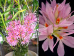Dendrobium bracteosum var.pink