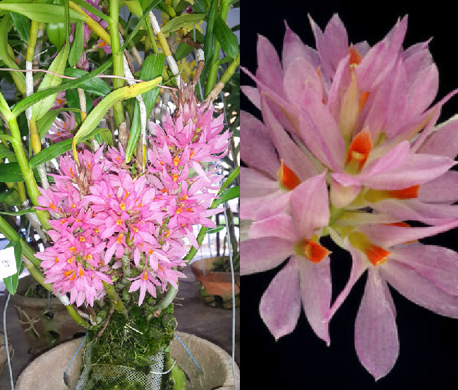 Dendrobium bracteosum var.pink