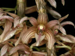 Dendrobium chameleon