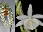 Dendrobium cretaceum