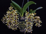Dendrobium munificum