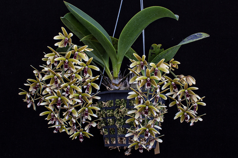 Dendrobium munificum