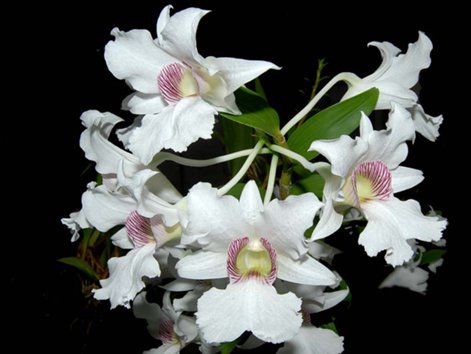 Dendrobium sanderae v.majus
