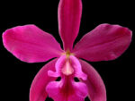 Epicattleya Plicaboa Dancing Queen (Cattleya bowringeana and Epidendrum plicatum)