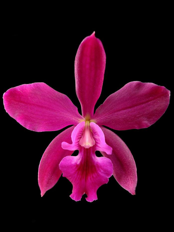 Epicattleya Plicaboa Dancing Queen (Cattleya bowringeana and Epidendrum plicatum)