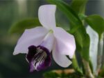 Laelia dayana var.coerulea