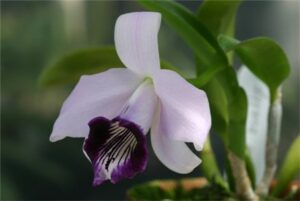 Laelia dayana var.coerulea