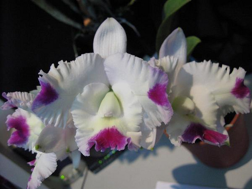 Laeliocattleya Pink Spice 'Kitty'