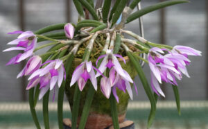 Leptotes pohlitinocoi