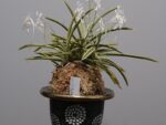 Neofinetia falcata Goshofukurin 御所覆輪