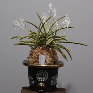 Neofinetia falcata Goshofukurin 御所覆輪