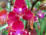 Phalaenopsis PHM 016 Chingruey's Peloric