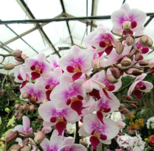 Phalaenopsis PHM 033 Sogo Jessica Red Lip