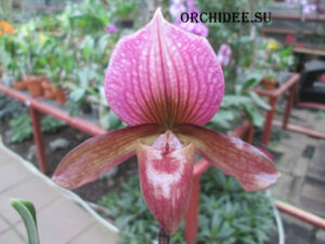 Paphiopedilum King Arthur