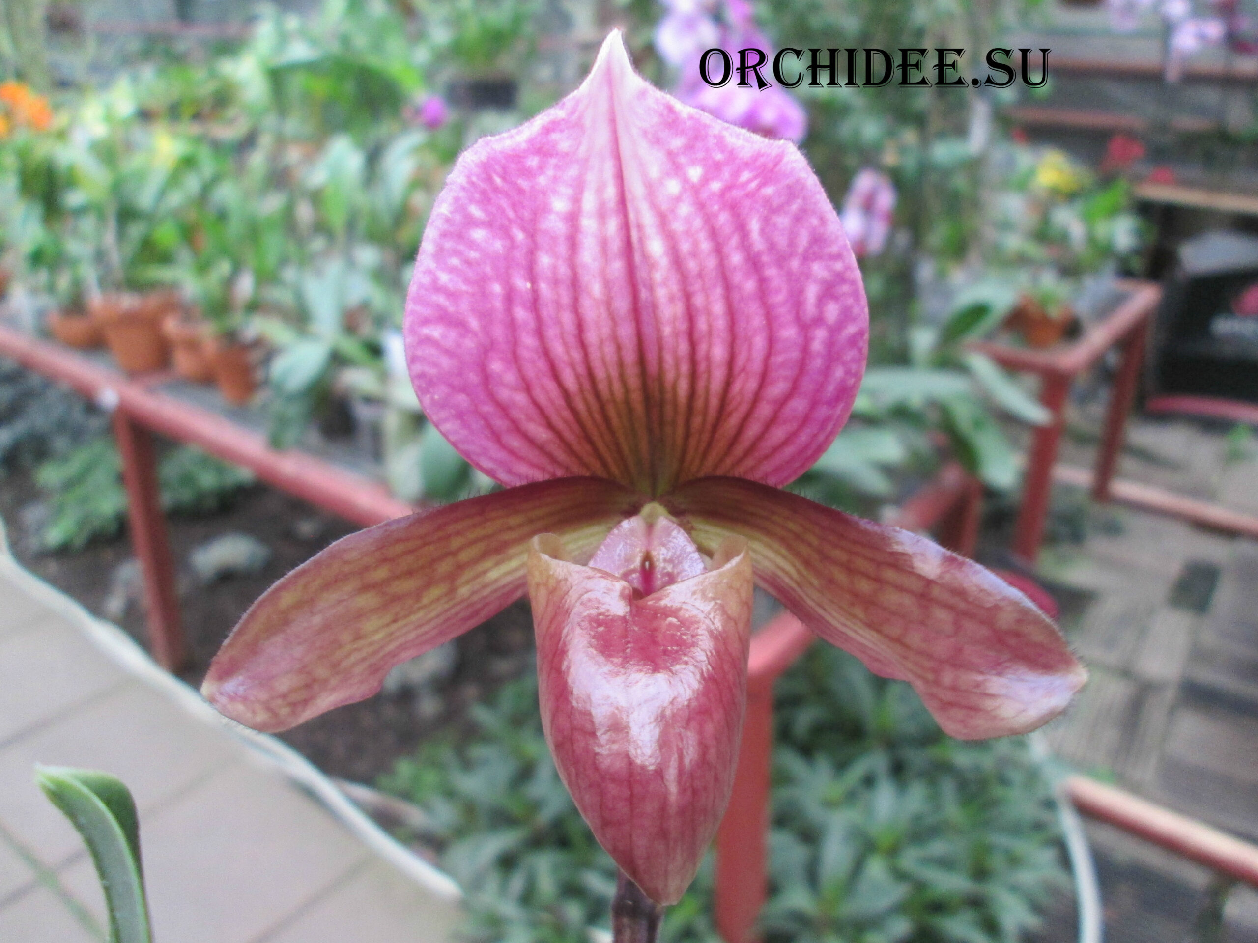 Paphiopedilum King Arthur