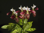 Paphiopedilum purpuratum