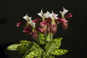 Paphiopedilum purpuratum