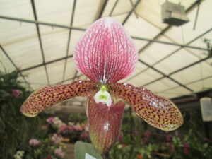 Paphiopedilum sukhakulii X charlesworthii