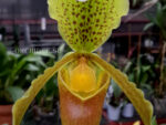 Paphiopedilum insigne var Maulei