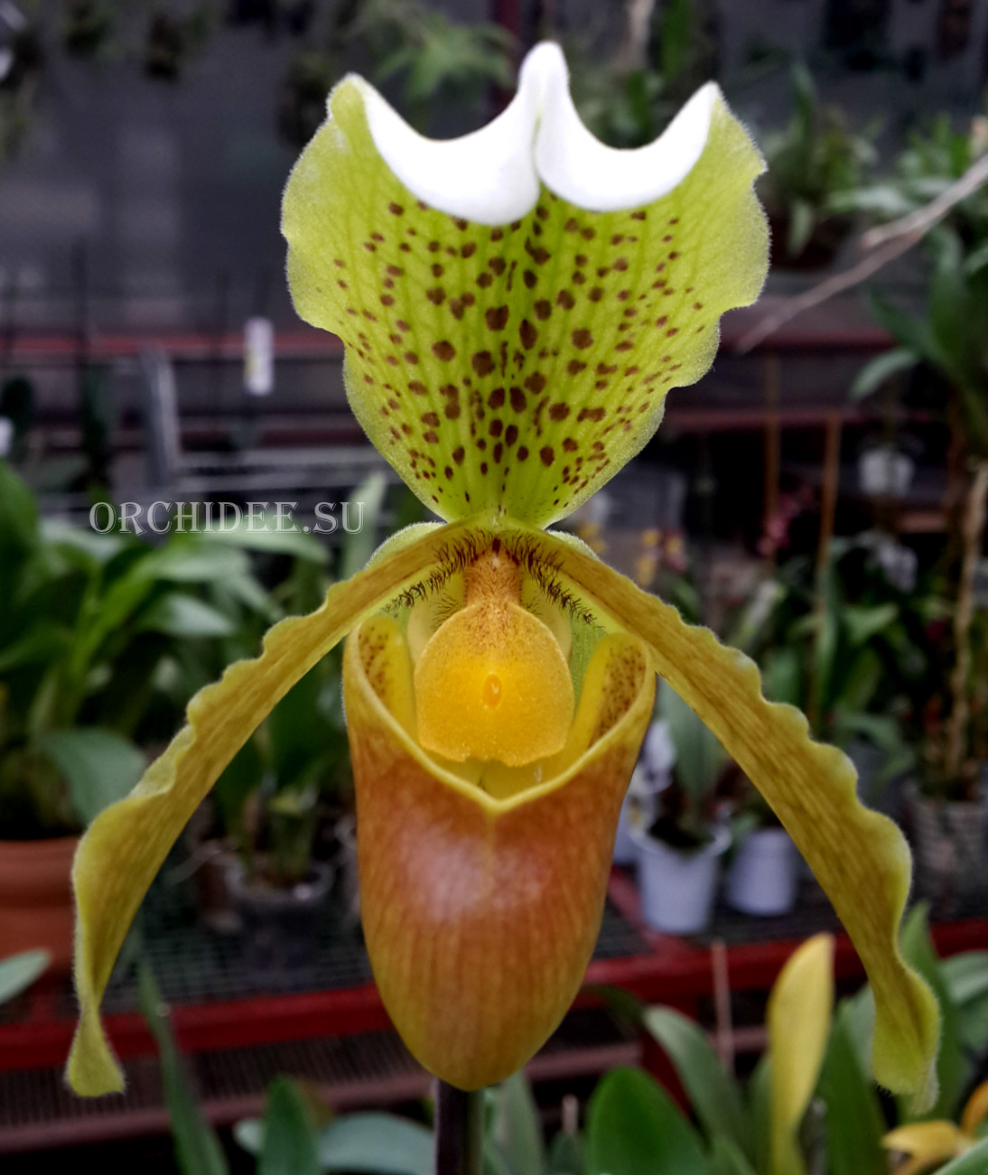 Paphiopedilum insigne var Maulei