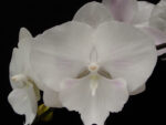 Phalaenopsis PH 151 Yu Pin Easter Island 'Big Foot'