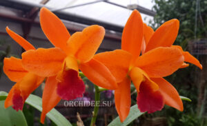 Rhyncattleanthe (Potinara) Netrasiri Starbright 'Spectacular'