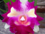 Rhyncholaeliocattleya Chief Happy 'Chief' (Rhyncholaeliocattleya Liu's Joyance x Cattleya Moscombe)