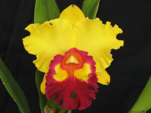 Rhyncholaeliocattleya Liu's Joyance 'Panther'