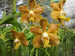 Vanda Golden Doubloon x Vanda denisoniana