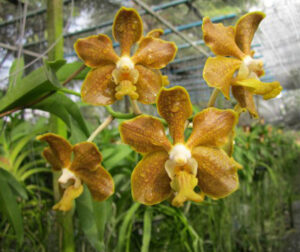 Vanda Golden Doubloon x Vanda denisoniana