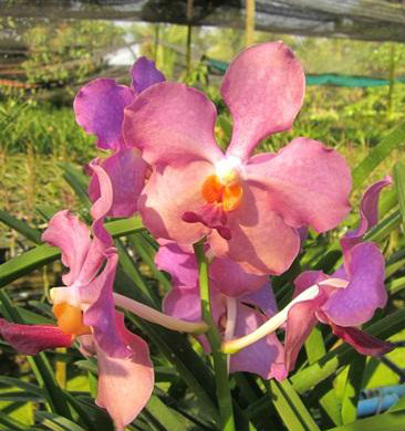 Vanda Josephine van Brero x Vanda Jarungruk