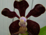 Vanda brunnea x Vanda liouvillei
